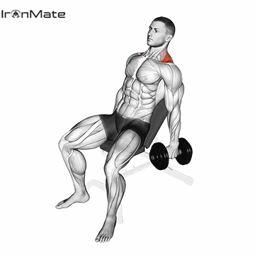 Шраги с гантелями на наклонной скамье