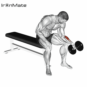 Сгибание запястий с гантелью сидя нейтральным хватом