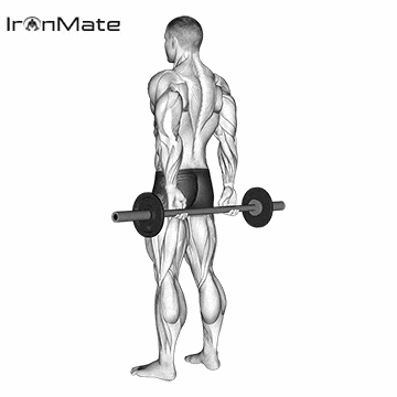 Обратное сгибание запястий со штангой